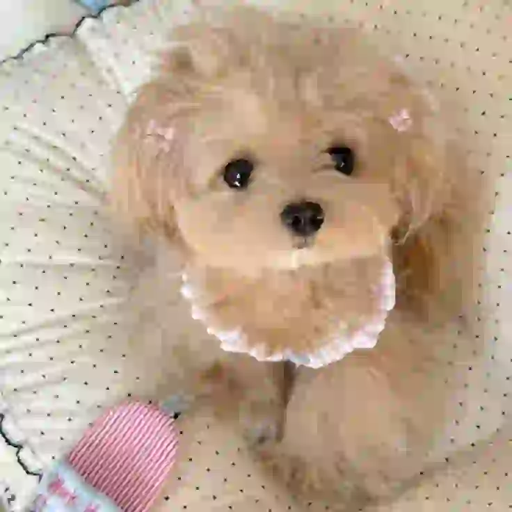 Angelthe rescued Dog at the shelter